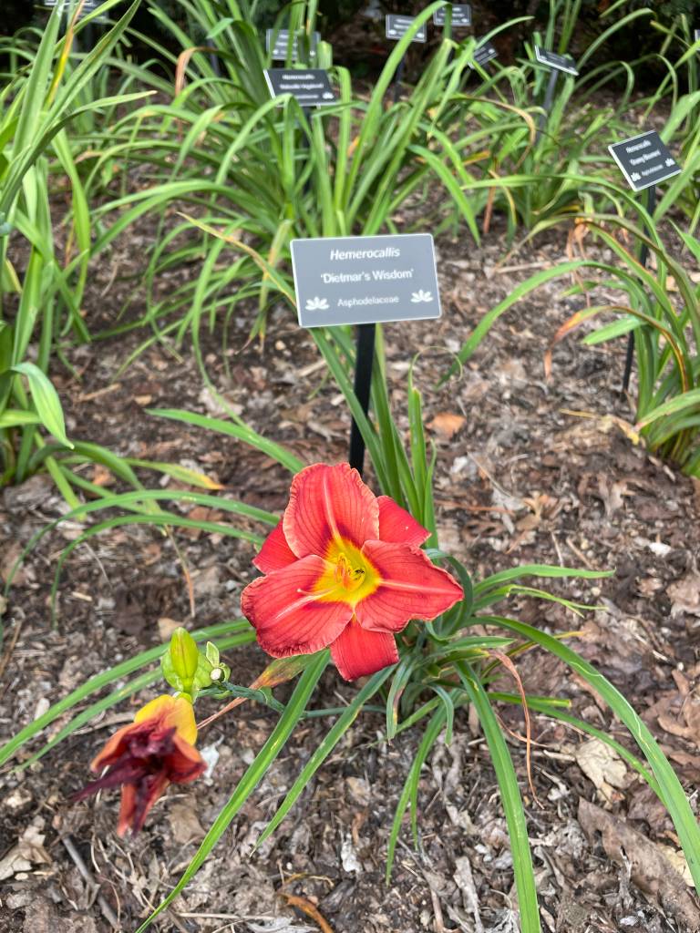 Plant name: Daylily Hemerocallis  